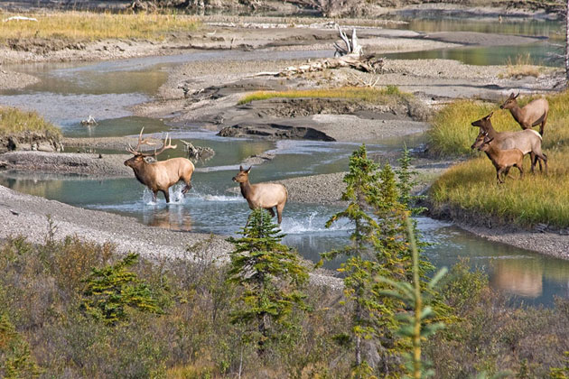 Athabasca - Jasper NP