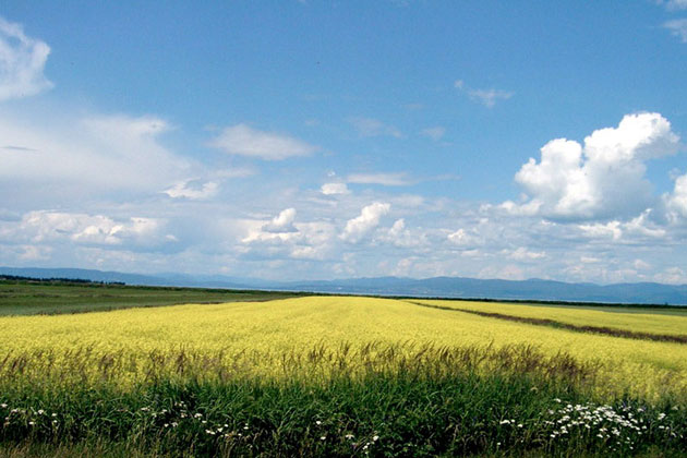 Gaspe Peninsula Fields