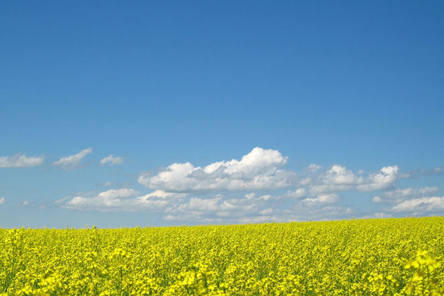 Canola Fields