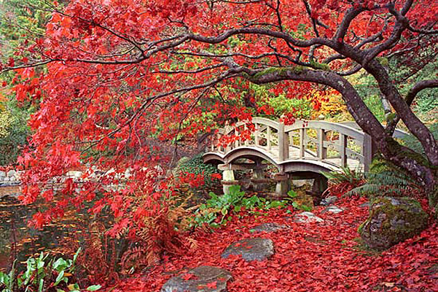 Japanese Garden